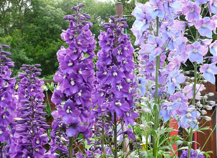 tuinklusjes - ridderspoor of delphinium opbinden